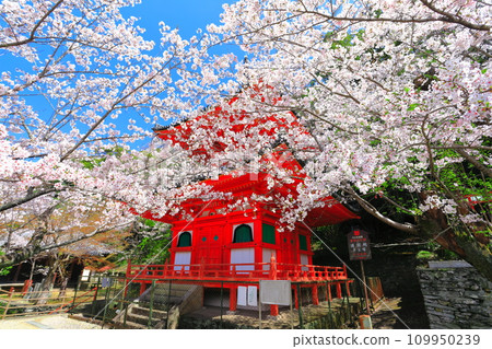 [和歌山縣]盛開的櫻花和君井寺（多寶峰） 109950239