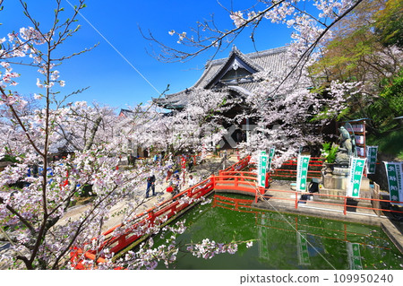 [Wakayama Prefecture] Cherry blossoms in full bloom and Kimiidera (main hall) 109950240