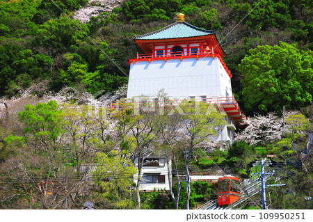 [和歌山縣]盛開的櫻花和君井寺（佛寺） 109950251