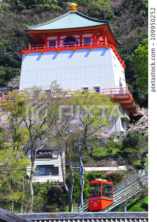 [和歌山縣]盛開的櫻花和君井寺（佛寺） 109950252