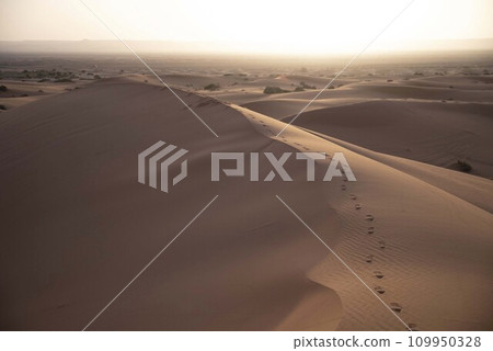 Sahara Desert 109950328