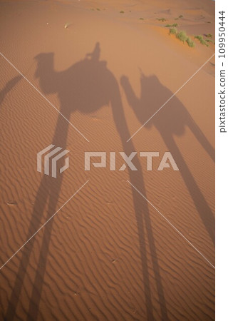 Camel in the Sahara Camel in the Sahara 109950444