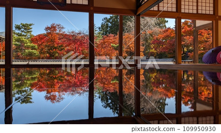 Floor maple leaves at Houtokuji Temple, Kiryu City, Gunma Prefecture 109950930