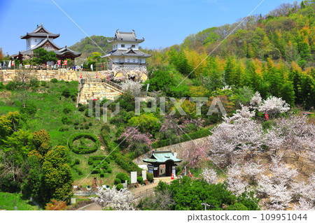 [Hiroshima Prefecture] Innoshima Suigun Castle with cherry blossoms in full bloom 109951044