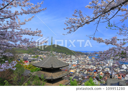 [廣島縣]櫻花盛開的天寧寺（三層寶塔）和尾道的街道 109951280