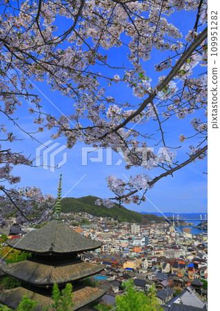 [廣島縣]櫻花盛開的天寧寺（三層寶塔）和尾道的街道 109951282