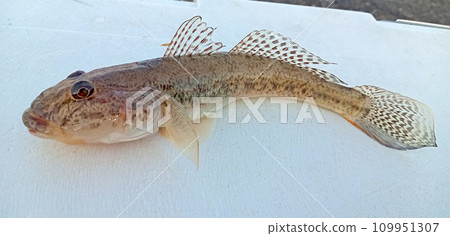 Place the mackerel on top of the cooler box Place the mackerel on top of the cooler box 109951307