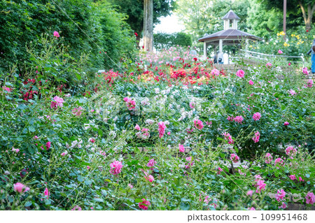 Rose of Sagamihara Kita Park Rose of Sagamihara Kita Park 109951468
