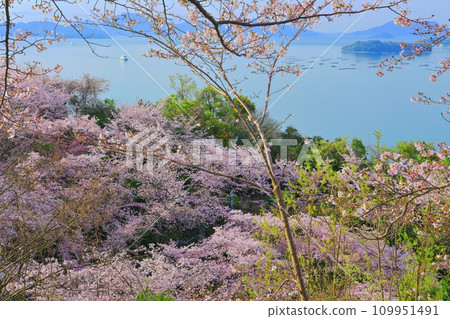 [廣島縣] 從櫻花盛開的聖福寺山公園眺望秋津渡口和瀨戶內海 109951491