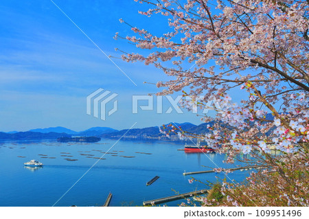 [Hiroshima Prefecture] Akitsu Ferry and the Seto Inland Sea seen from Shofukujiyama Park with cherry blossoms in full bloom 109951496