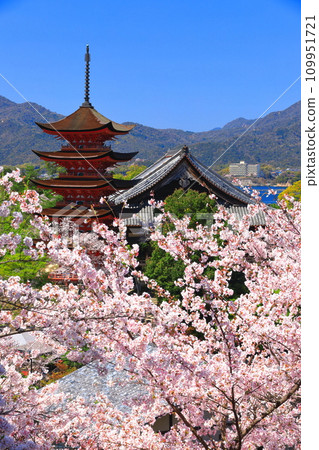 [Hiroshima Prefecture] Cherry blossoms in full bloom, the five-storied pagoda of Itsukushima Shrine and Toyokuni Shrine (Miyajima) 109951721