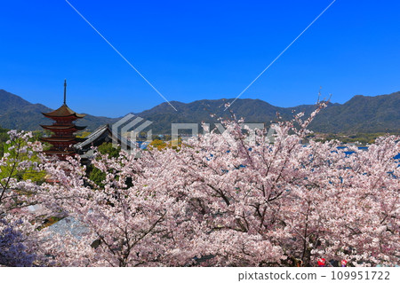 [Hiroshima Prefecture] Cherry blossoms in full bloom, the five-storied pagoda of Itsukushima Shrine and Toyokuni Shrine (Miyajima) 109951722