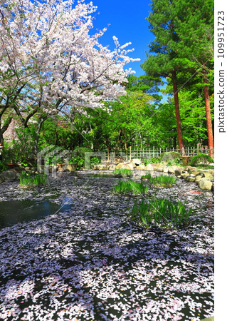 [Hiroshima Prefecture] Shukkeien Garden with cherry blossoms in full bloom 109951723