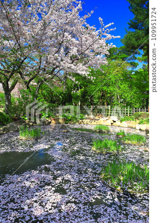 [Hiroshima Prefecture] Shukkeien Garden with cherry blossoms in full bloom 109951724