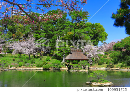 [Hiroshima Prefecture] Shukkeien Garden with cherry blossoms in full bloom 109951725