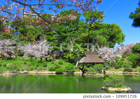 [Hiroshima Prefecture] Shukkeien Garden with cherry blossoms in full bloom 109951726