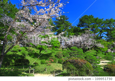[Hiroshima Prefecture] Shukkeien Garden with cherry blossoms in full bloom 109951730