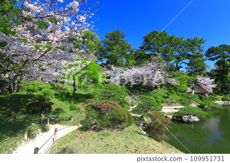 [Hiroshima Prefecture] Shukkeien Garden with cherry blossoms in full bloom 109951731