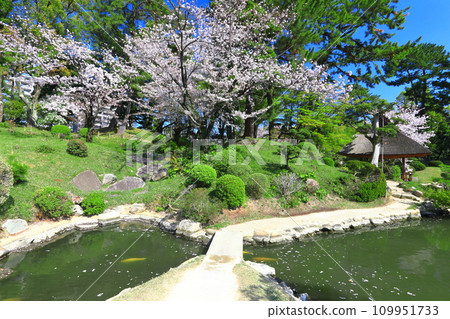 [Hiroshima Prefecture] Shukkeien Garden with cherry blossoms in full bloom 109951733