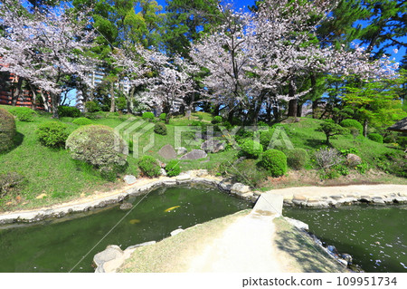 [Hiroshima Prefecture] Shukkeien Garden with cherry blossoms in full bloom 109951734