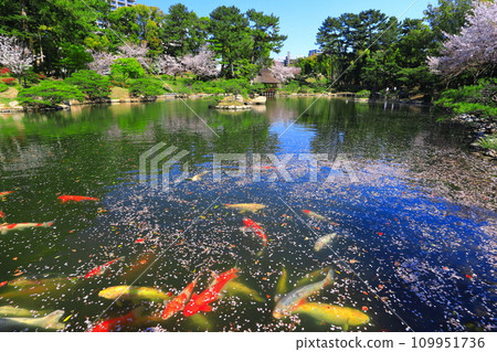 [Hiroshima] Cherry blossoms in full bloom Shukkeien and Nishikigoi 109951736