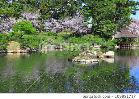 [廣島縣]櫻花盛開的縮景園 109951737