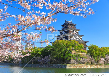 [Hiroshima Prefecture] The castle tower of Hiroshima Castle with cherry blossoms in full bloom 109951758