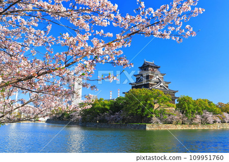 [Hiroshima Prefecture] The castle tower of Hiroshima Castle with cherry blossoms in full bloom 109951760