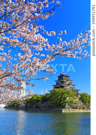 [Hiroshima Prefecture] The castle tower of Hiroshima Castle with cherry blossoms in full bloom 109951761