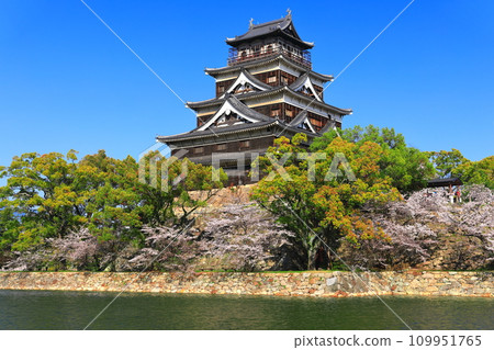 [Hiroshima Prefecture] The castle tower of Hiroshima Castle with cherry blossoms in full bloom 109951765