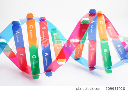 DNA molecule spiral structure model isolated on white background, chromosome and gene chemical science biology. DNA molecule spiral structure model isolated on white background, chromosome and gene chemical science biology. 109951928