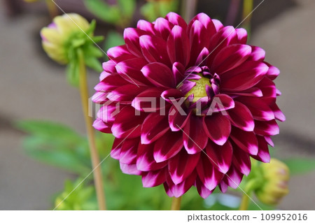 1 wheel dahlia 1 wheel dahlia 109952016