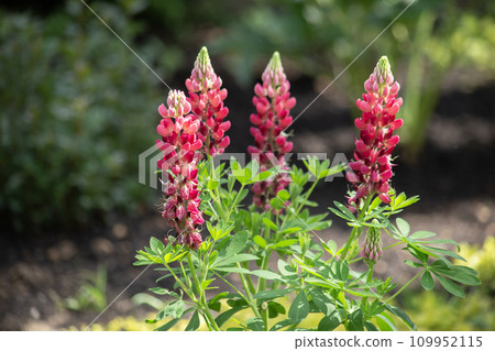 Pink garden flowers lupins. Nature, summer. High quality photo 109952115