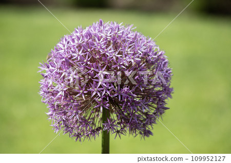 Blooming Purple Decorative onion, allium. High quality photo Blooming Purple Decorative onion, allium. High quality photo 109952127