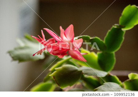 Pink flowers of the Decembrist. Zygocactus Schlubmerger. High quality photo Pink flowers of the Decembrist. Zygocactus Schlubmerger. High quality photo 109952136