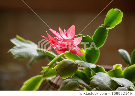 Pink flowers of the Decembrist. Zygocactus Schlubmerger. High quality photo 109952149