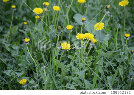 Yellow flowers of dandelions in green backgrounds. Spring and summer background. High quality photo Yellow flowers of dandelions in green backgrounds. Spring and summer background. High quality photo 109952181