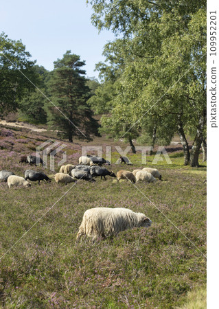 Sheep and goats grazing on heather fields on the outskirt of Hamburg, Germany. High quality photo 109952201