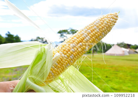 sweet corn 109952218