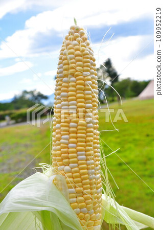 甜玉米 109952219