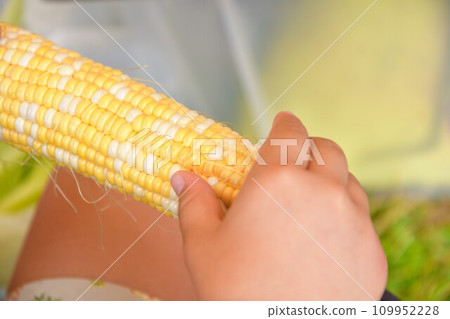 sweet corn 109952228