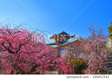[Yamaguchi Prefecture] Hofu Tenmangu Shrine during the Plum Blossom Festival 109952591
