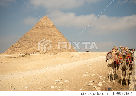 埃及吉薩金字塔中的駱駝景觀 109952604