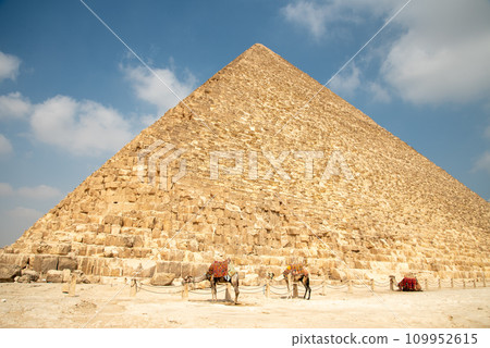 View of camels in the pyramids of Giza, Egypt 109952615