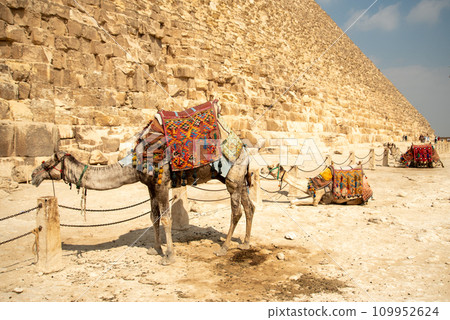 埃及吉薩金字塔中的駱駝景觀 109952624