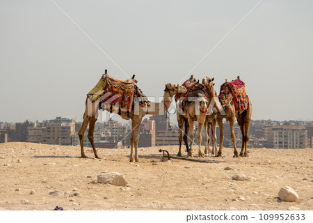 View of camels in the pyramids of Giza, Egypt 109952633