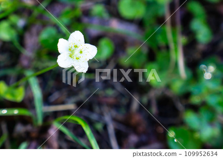 Climbing Mt. Shiomi in the Southern Alps in Shizuoka Prefecture: Prunus japonica blooming on Mt. Hontani 109952634