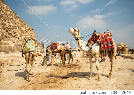 埃及吉薩金字塔中的駱駝景觀 109952649