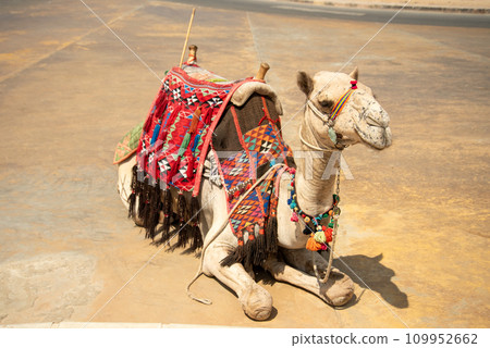 View of camels in the pyramids of Giza, Egypt 109952662
