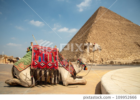 View of camels in the pyramids of Giza, Egypt 109952666